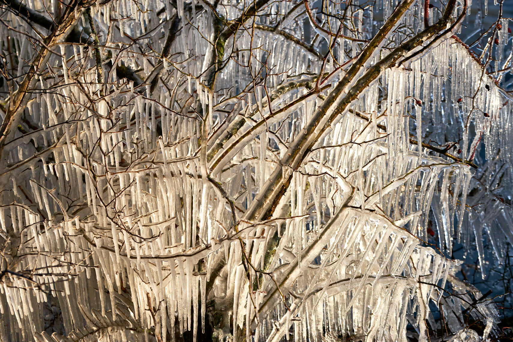 ice cold weather make beautiful natural sculptures