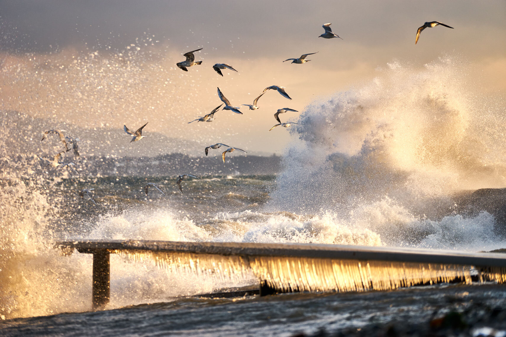 Ice cold | birds feed during a winter storm in geneva