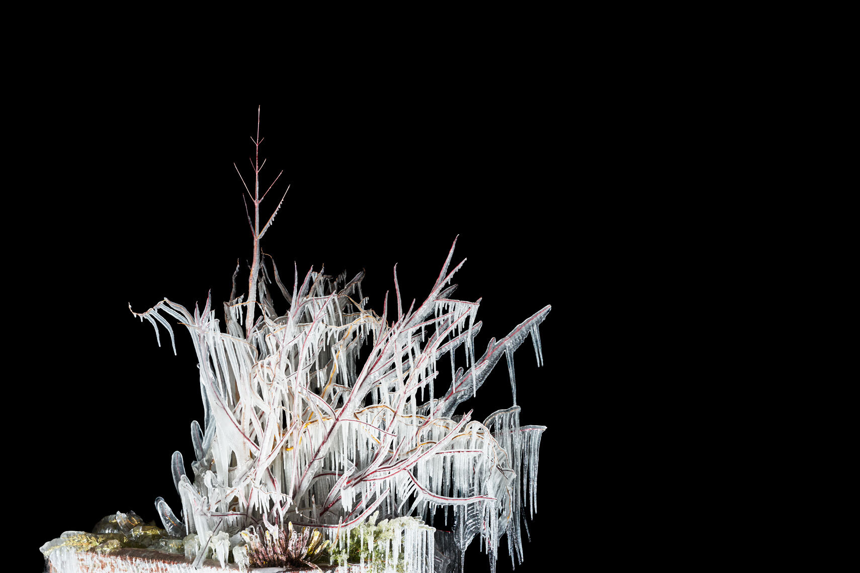 ice cold | frozen trees at night