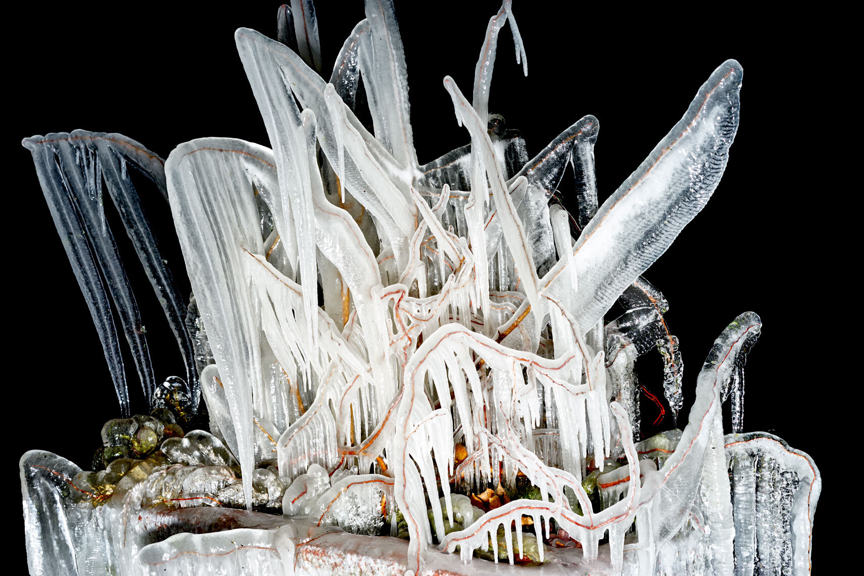 ice cold | frozen trees at night II