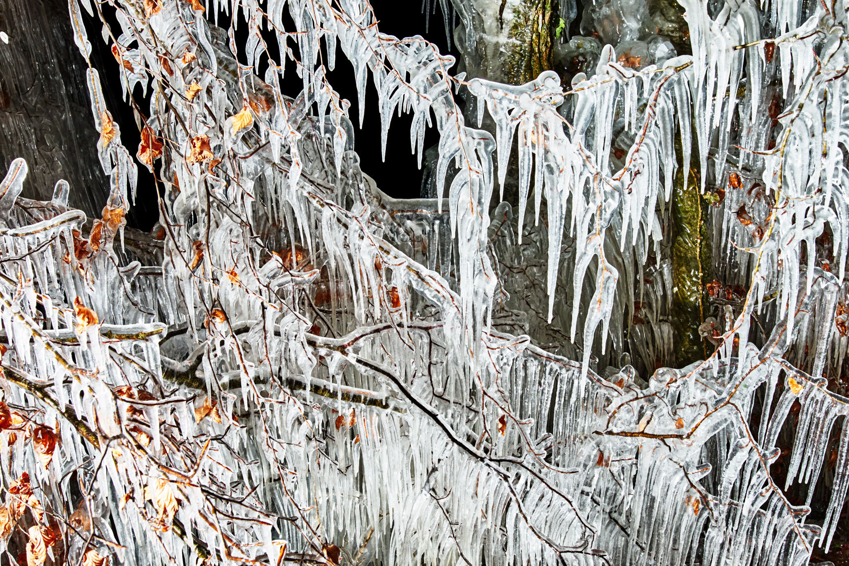 ice cold | frozen trees at night IIIII