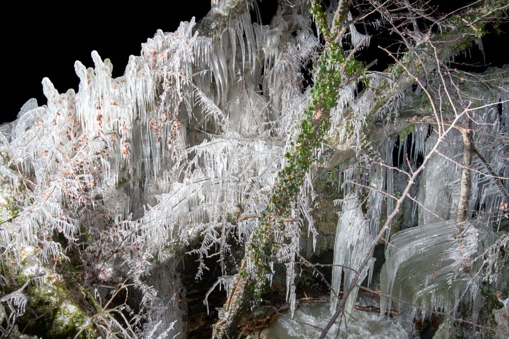 ice cold | frozen trees at night IIII