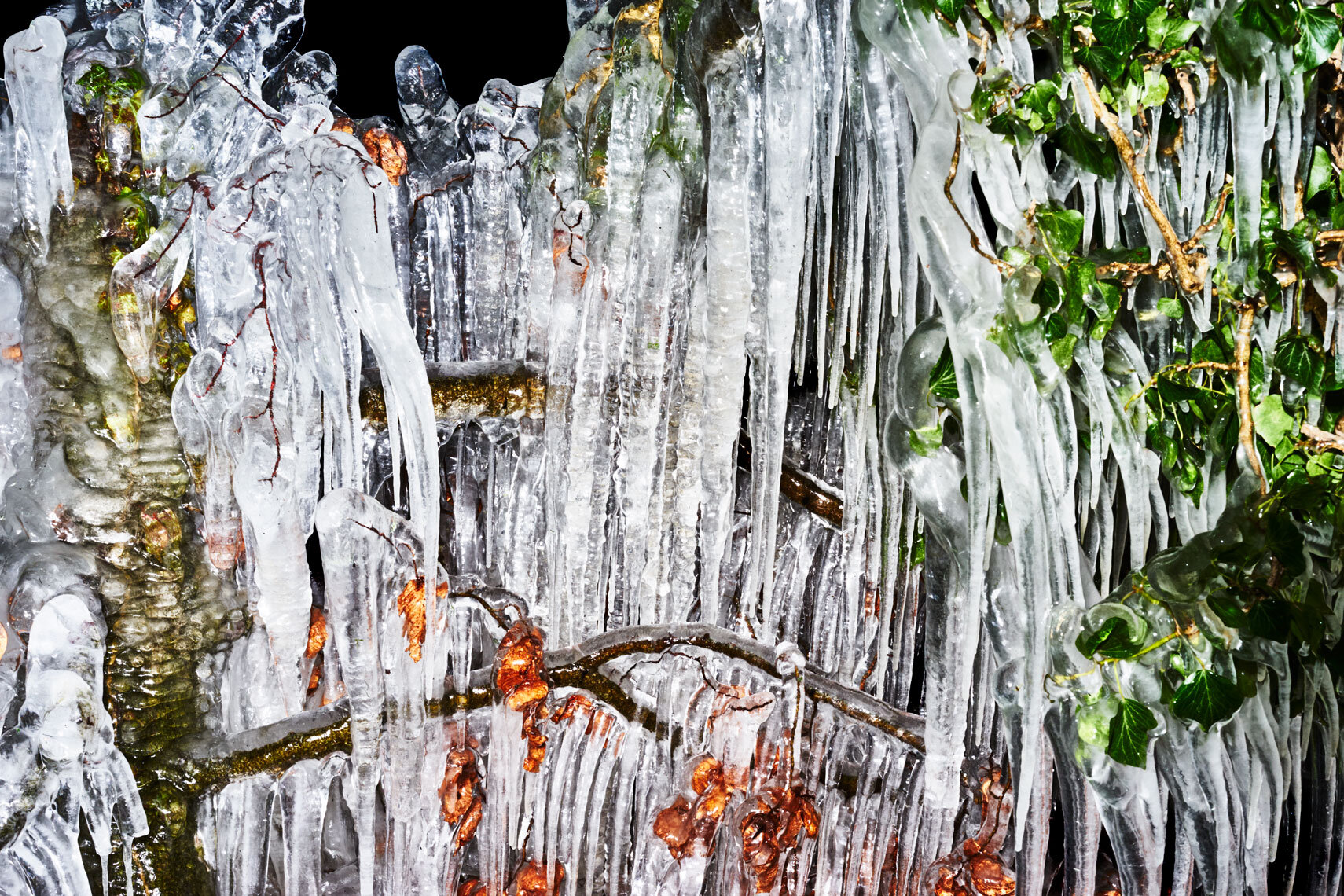ice cold | frozen trees at night make beautiful sculptures