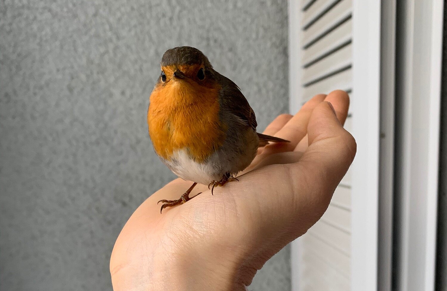March 13th 2020: Robin crash-landing signals a move to WFH